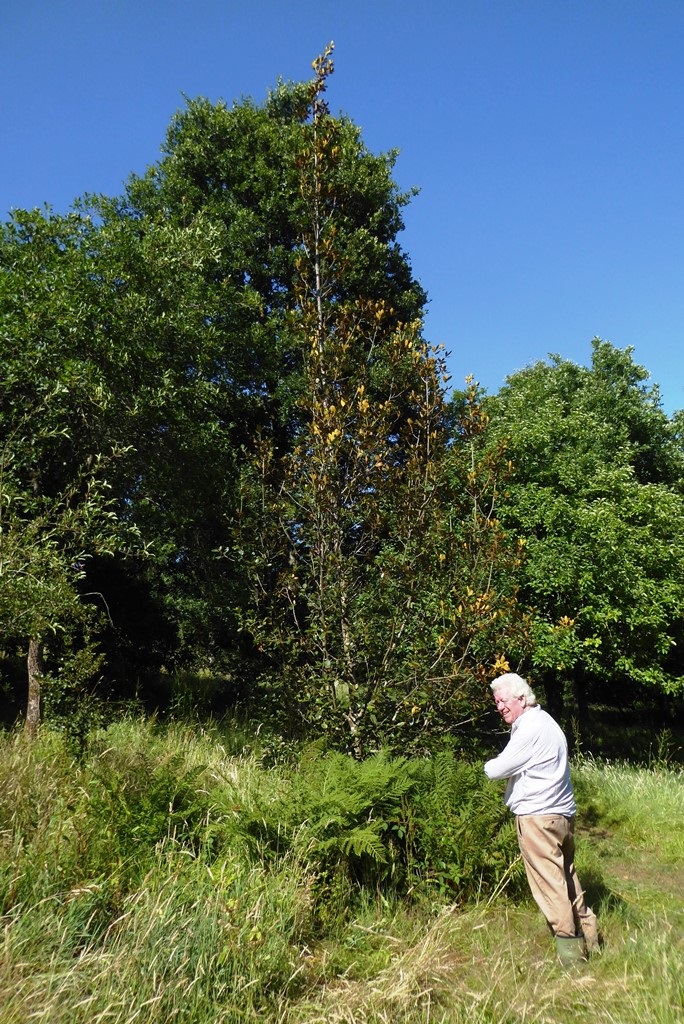Quercus guyavifolia and James MacEwen