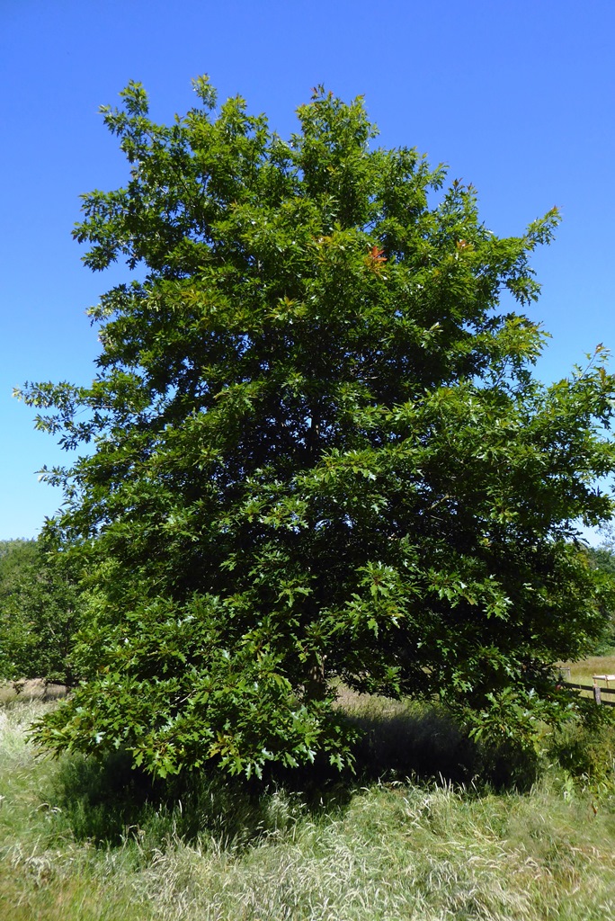 A find specimen of Quercus texana 'New Madrid' at Chevithorne Barton