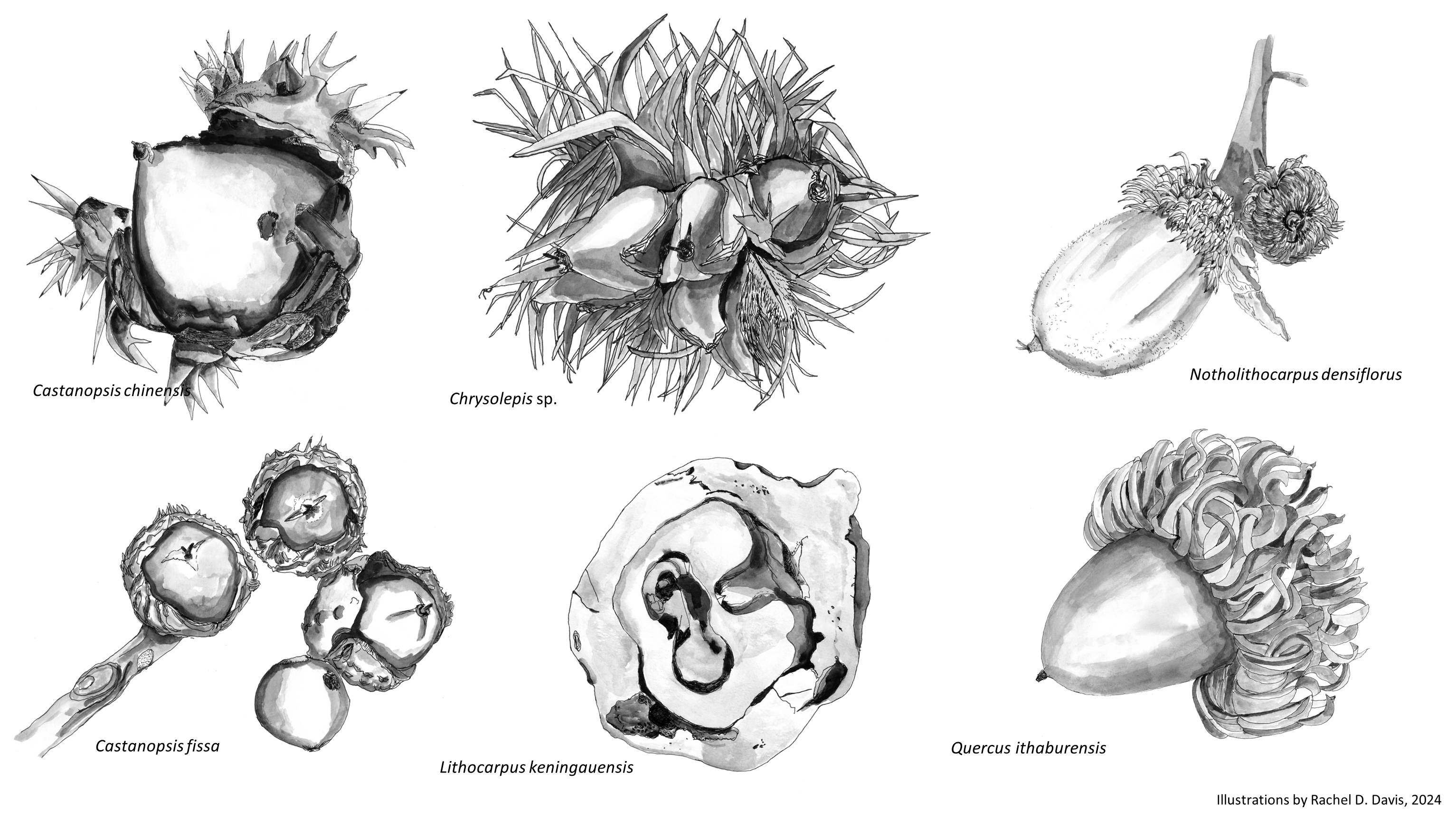 Rachel Davis Illustrations