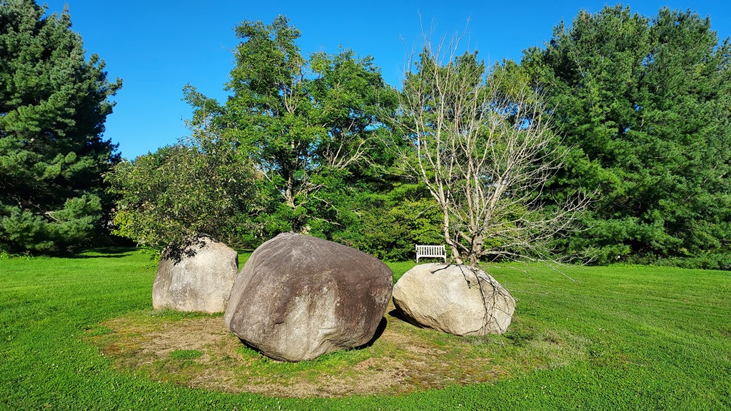 Oaks on the rocks in Cornell