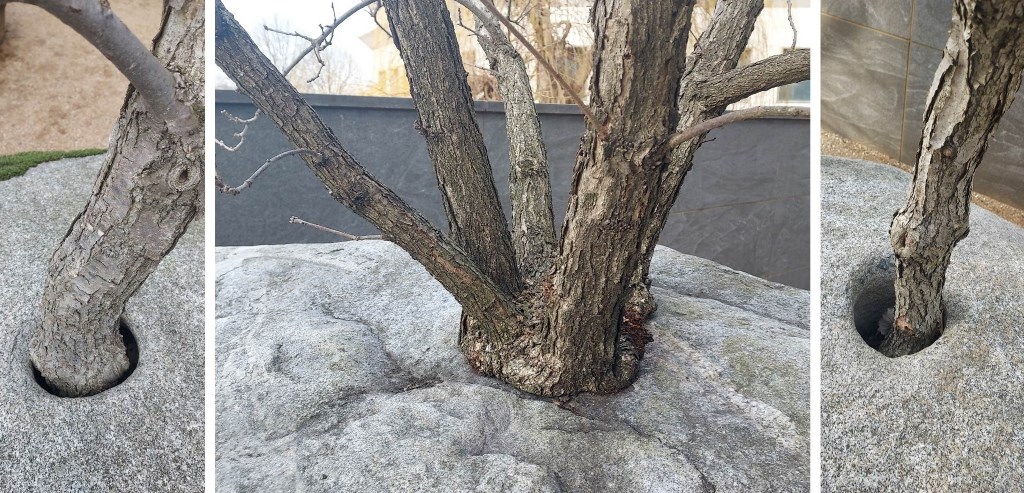 Multistemmed and single stemmed