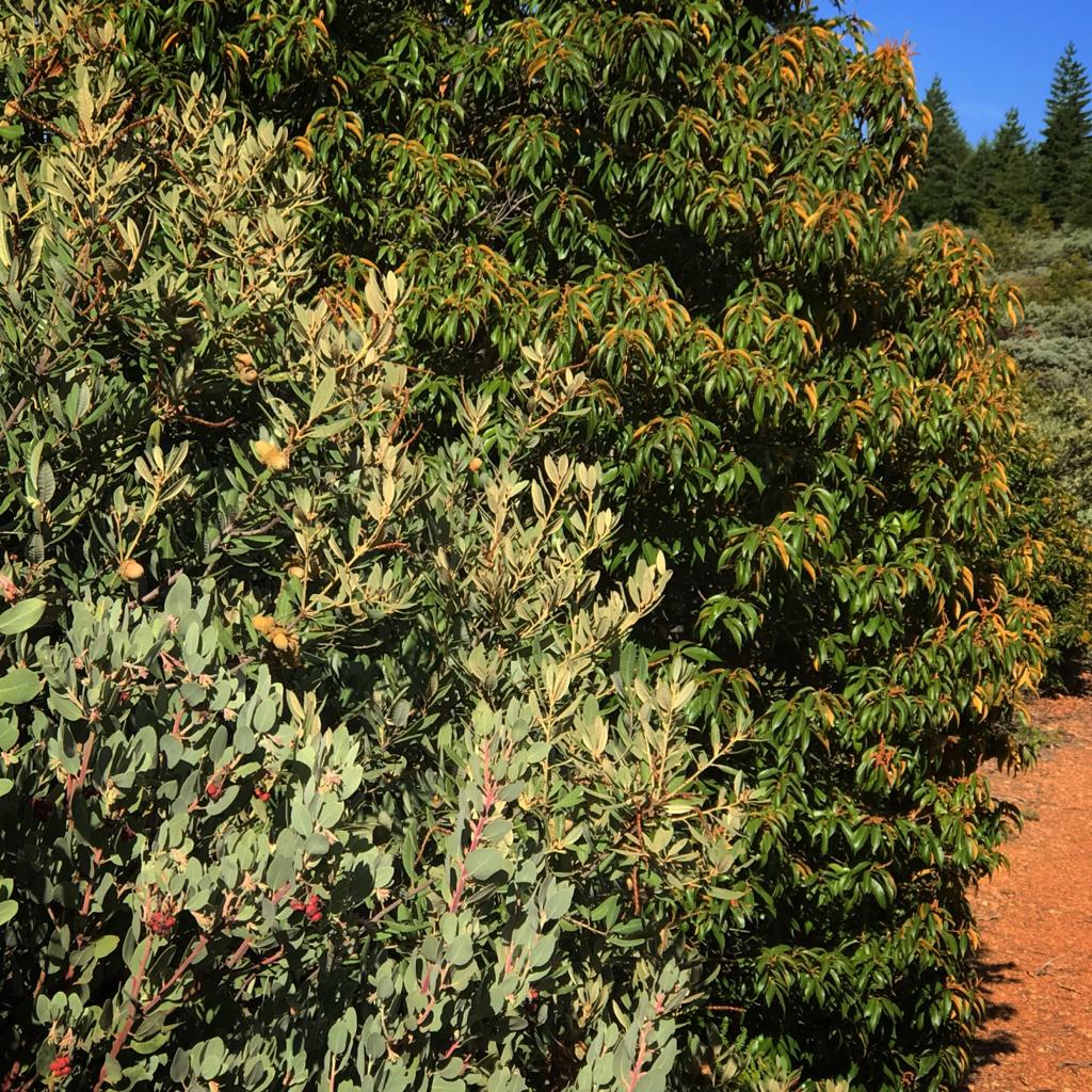 Notholithocarpus densiflorus ( intermediate form) with Chrysolepis chrysophylla- in Oregon’s Siskiyou Mountains