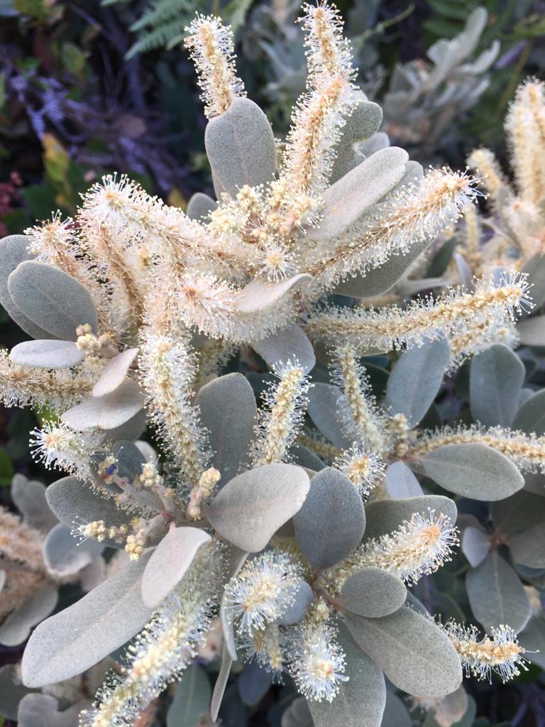 Notholithocarpus densiflorus v echinioides- fav spot on Oregon Mountain S OR