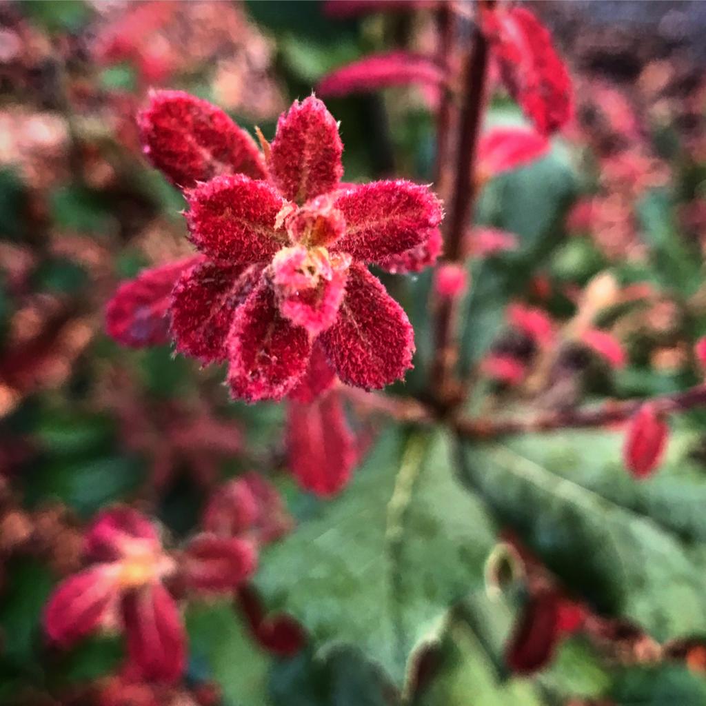 Emerging growth on Quercus tarahumara Rancho Cistus collection