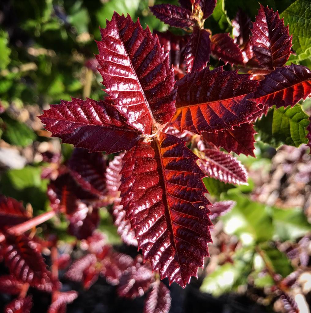 Quercus tomentella in the Rancho Cistus collection