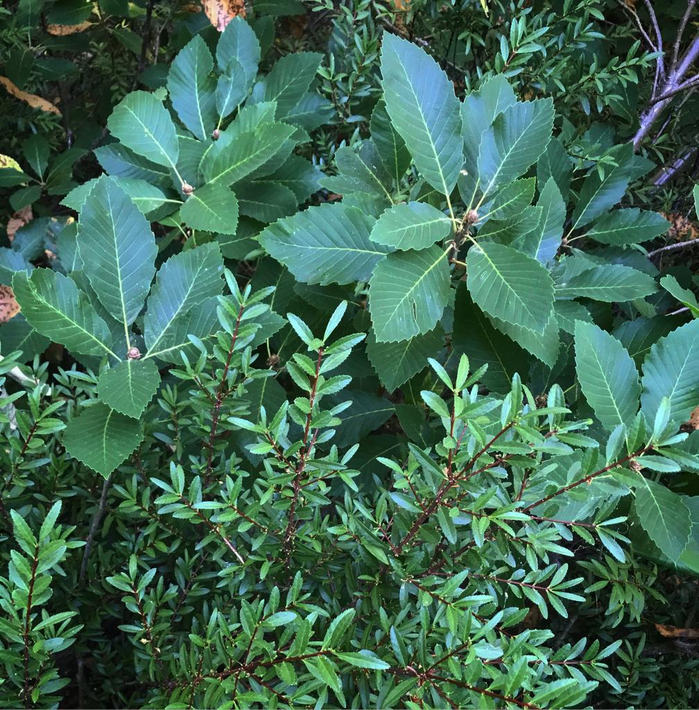 Quercus sadleriana, Siskiyou Mountains, Oregon