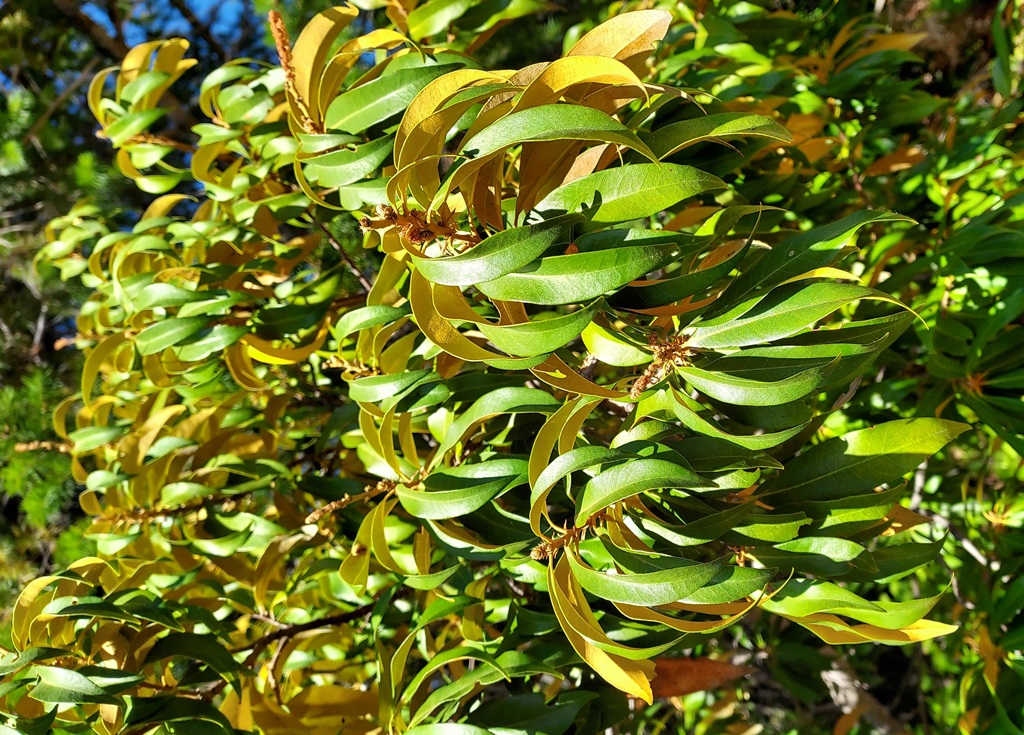 Chrysolepis chrysophylla