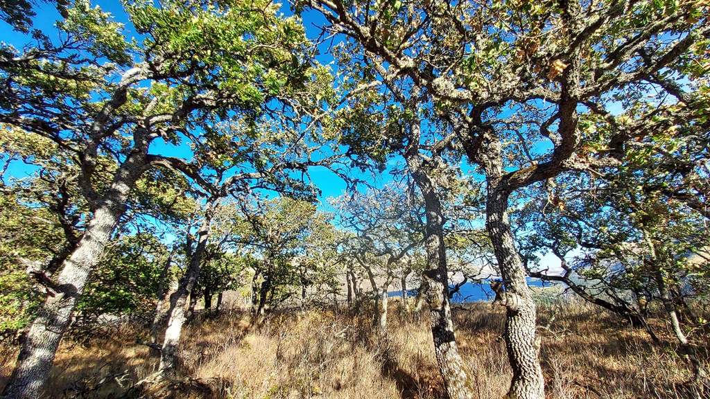 Quercus garryana in the hairpin bend at Rowena Crest