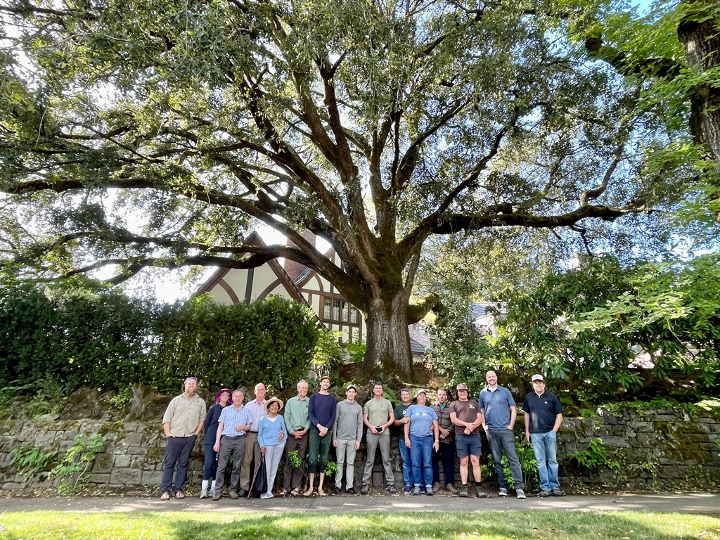 Large Q. chrysolepis