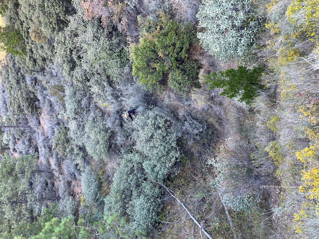 Nick Lake picking Arctostaphylos berries