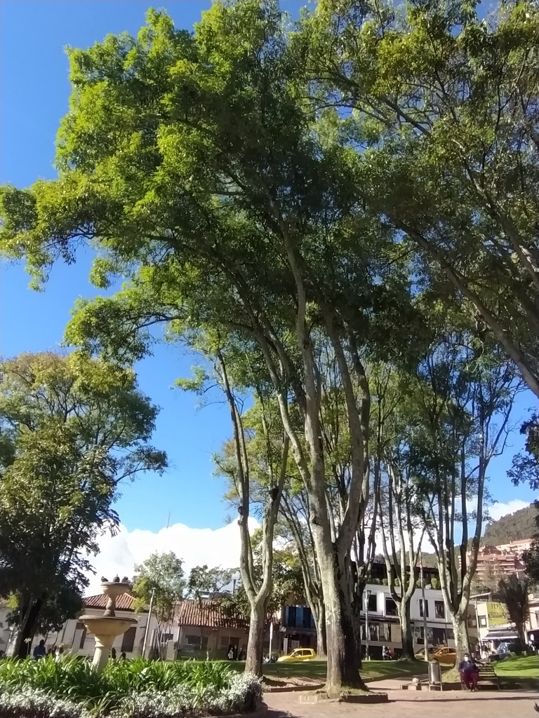 Fraxinus uhdei Bogota