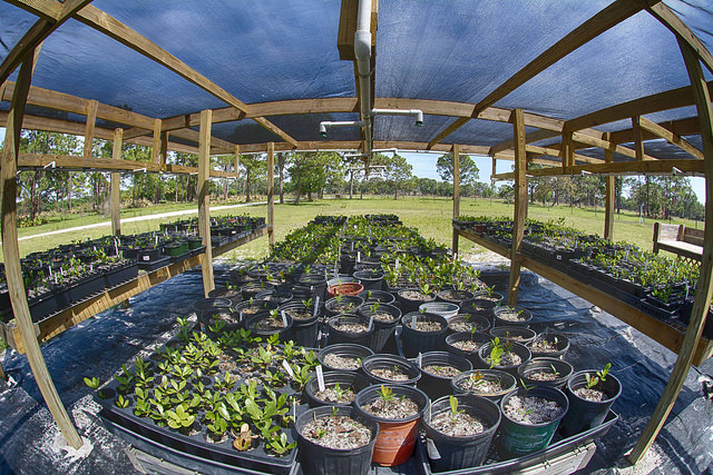 seedlings