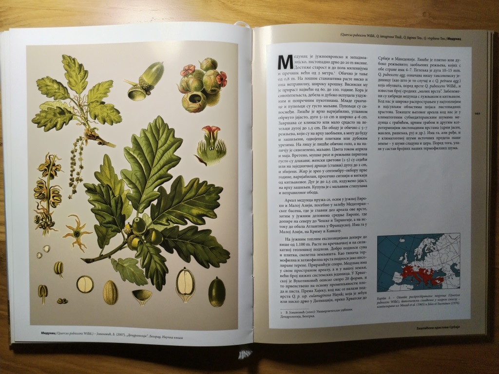 Quercus pubescens with wrong illustration