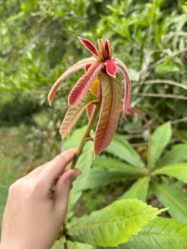 New growth on Q. insignis