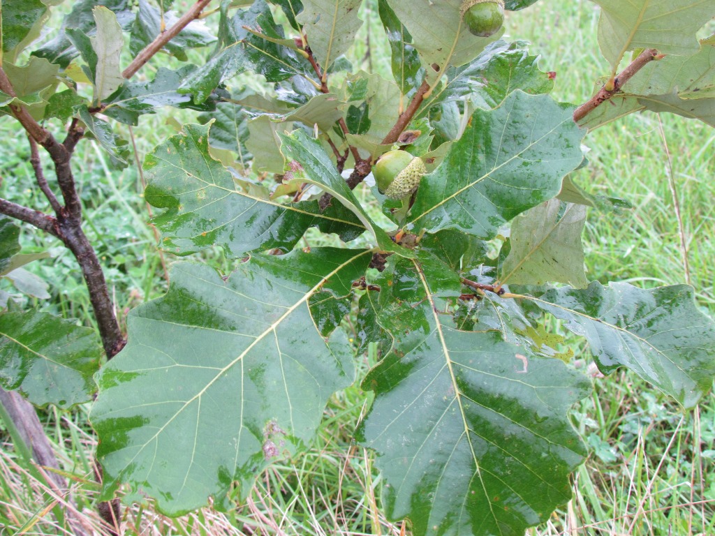 leaves