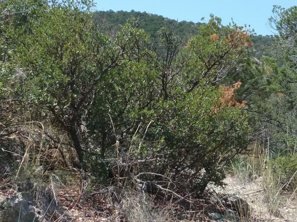 Geronimo Trail