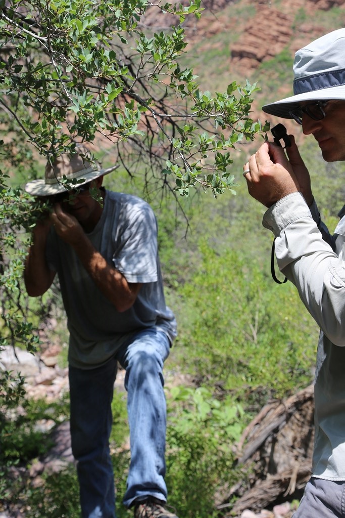 Verifying Q. ajoensis