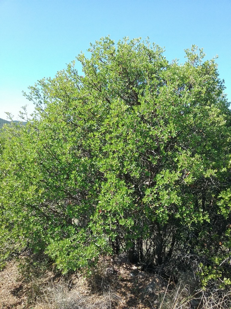 Q. toumeyi Parker Canyon