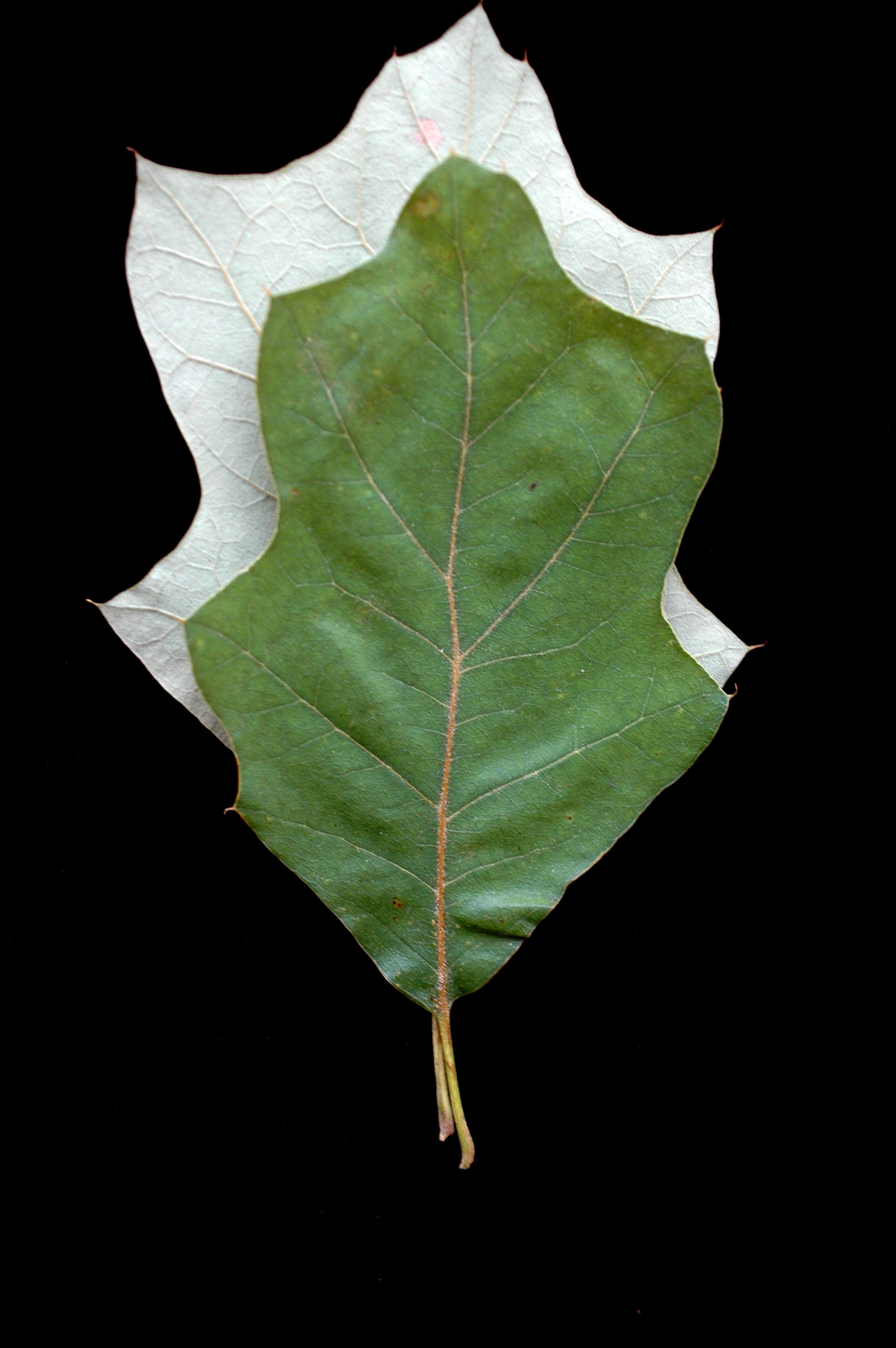 ilicifolia2
