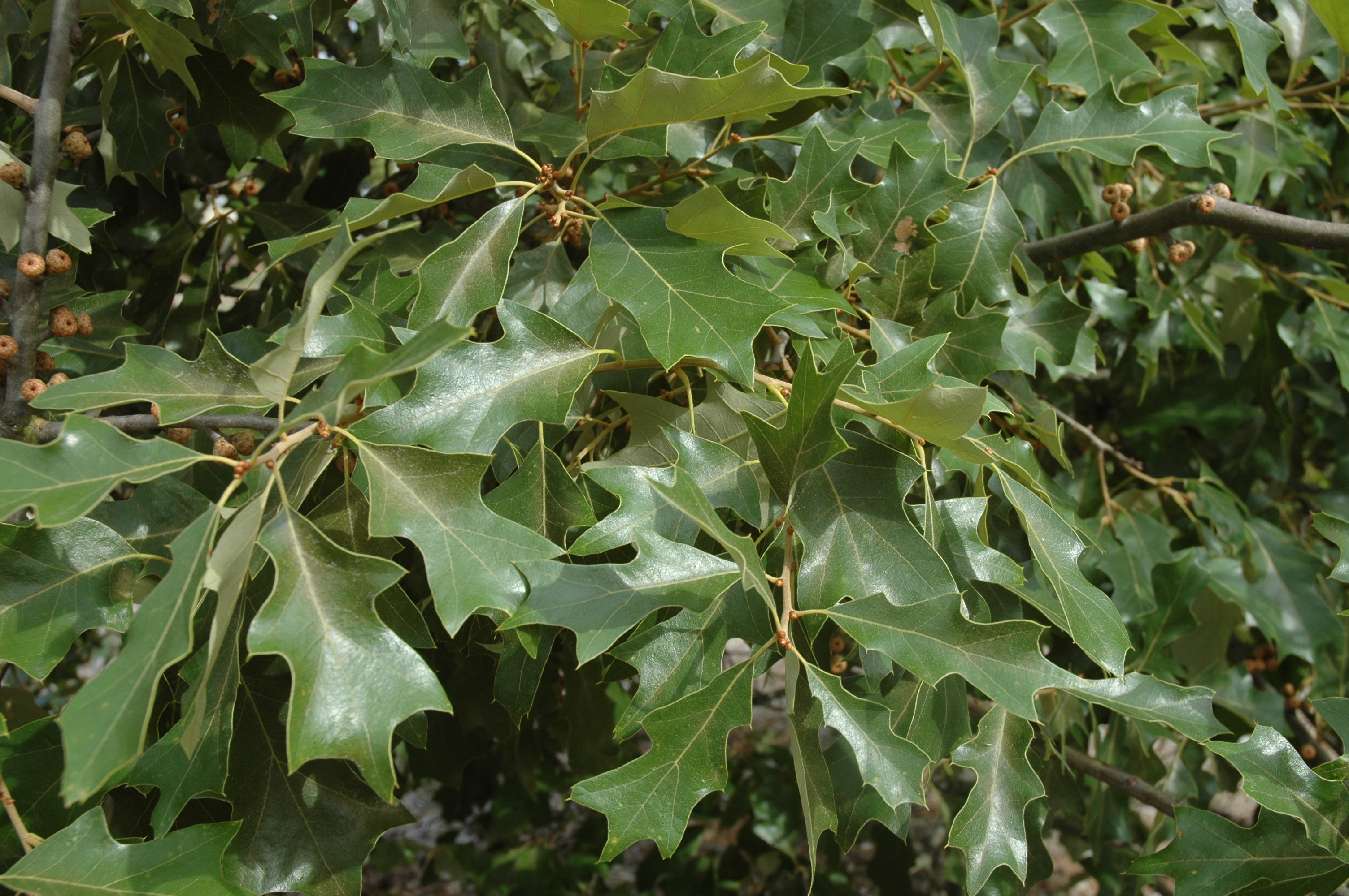 ilicifolia1