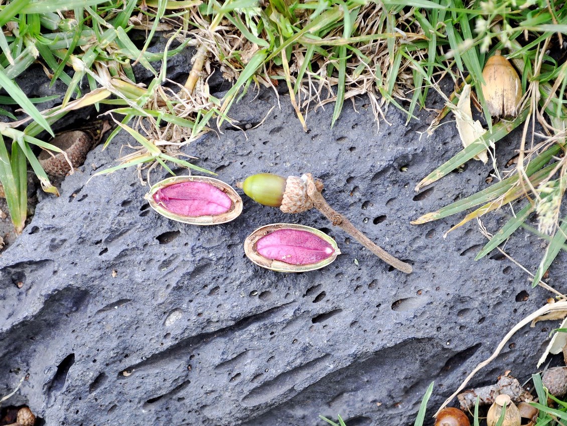 A Q. rugosa acorn split open to reveal the purple flesh of the cotyledons, Centro de Educación Ambiental Ecoguardas, Mexico City, Mexico  © Charles Snyers