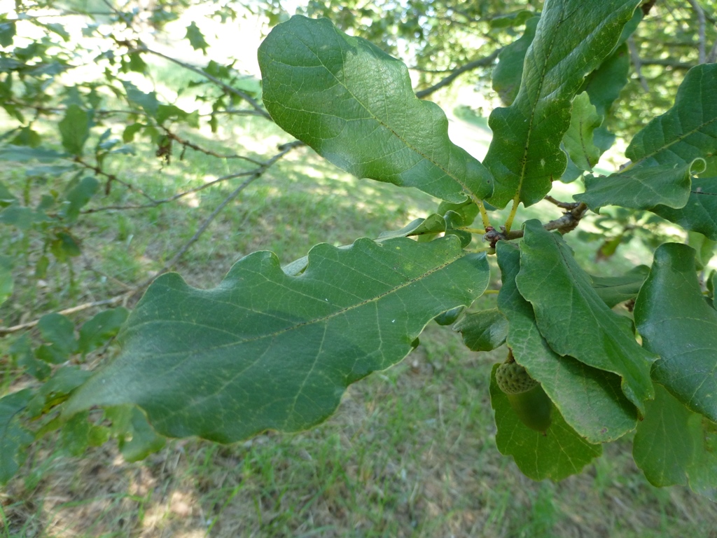 Leaves and acorn of Quercus ×warburgii, Grigadale Arboretum, Argentina