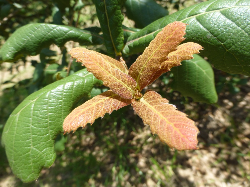 New growth covered with dark red indumentum