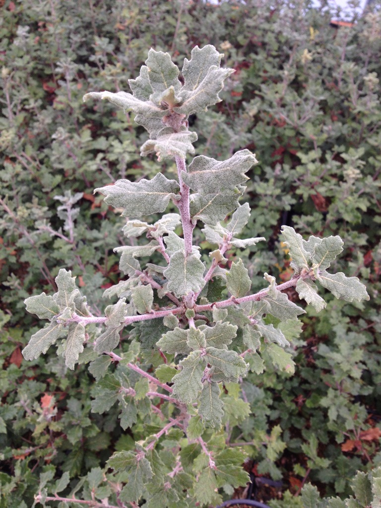 La Siberia form of Quercus greggii, originally thought to be Q. rugosa © Heritage Seedlings