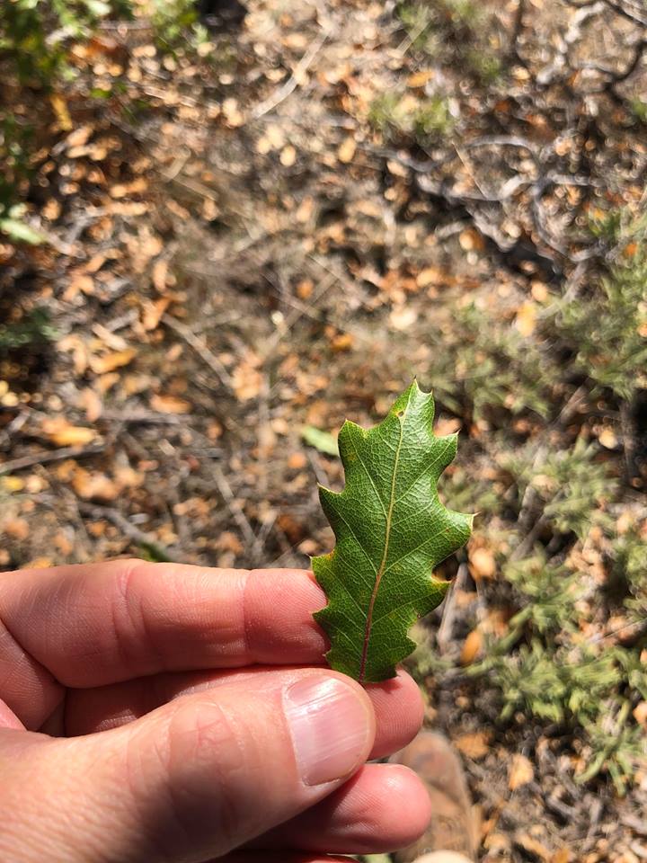 Oracle oak leaf