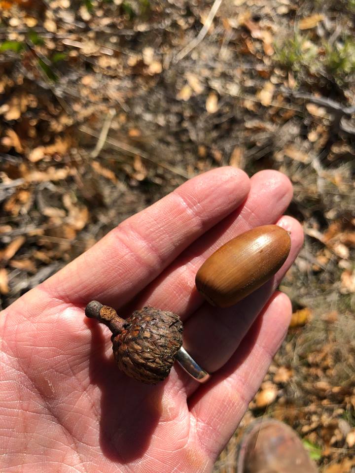Oracle oak acorn