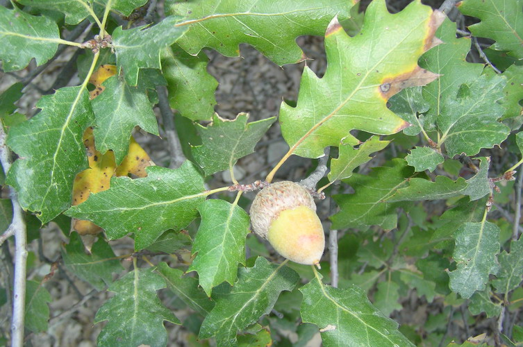 Quercus xmorehus