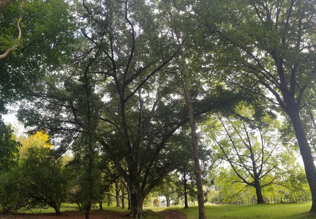 Quercus ludoviciana Eastwoodhill