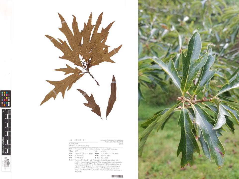 Herbarium St Landry oak