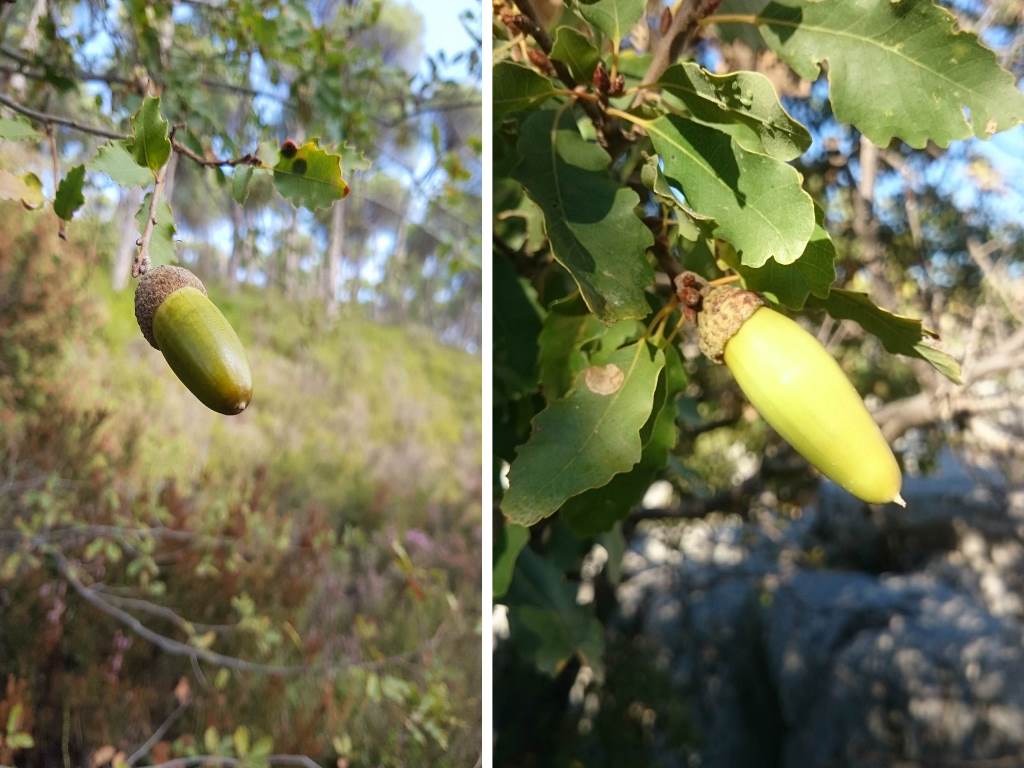 Acorns of Quercus infectoria subsp. veneris in Lebanon