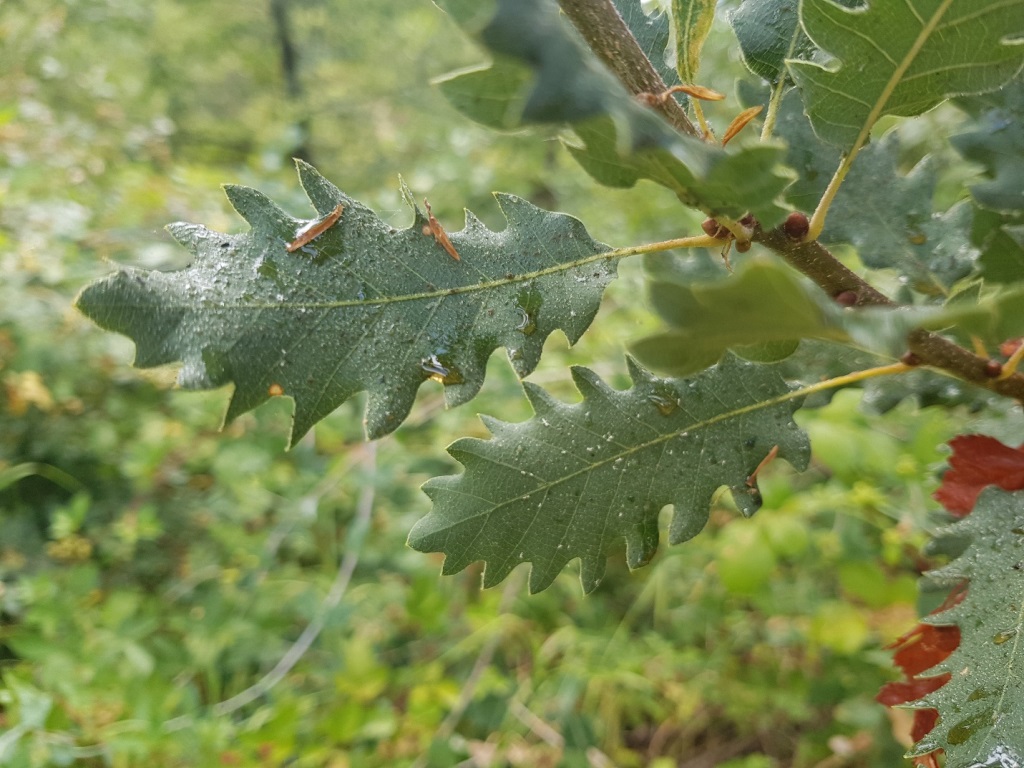 Quercus boissieri lobed leaves covered with honeydew. Baskinta, Lebanon