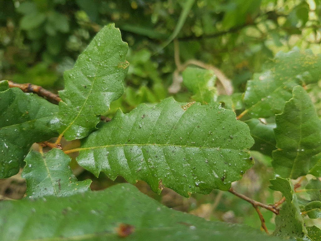 crenelated leaves covered with honeydew. Baskinta, Lebanon