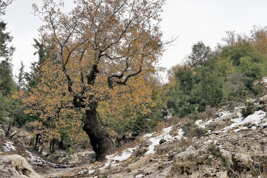 Quercus boissieri old specimen, with its marcescent leaves in winter. Bchennata, Lebanon