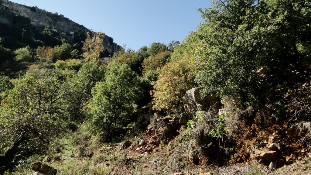 Quercus infectoria woodland in Wadi Jezzine, Lebanon