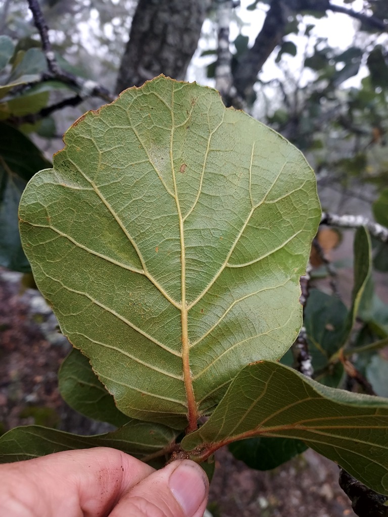 Quercus jonesii leaf underside