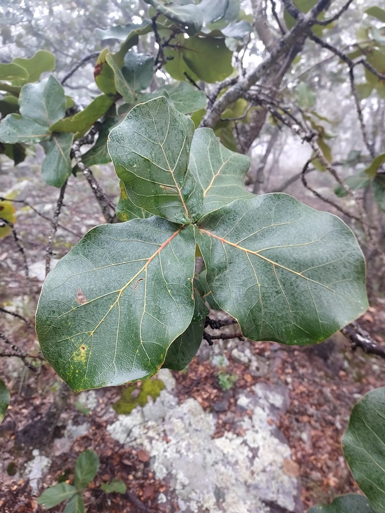 Quercus jonesii leaf