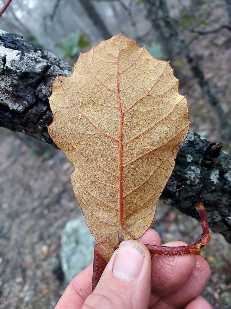 Quercus jonesii new leaf