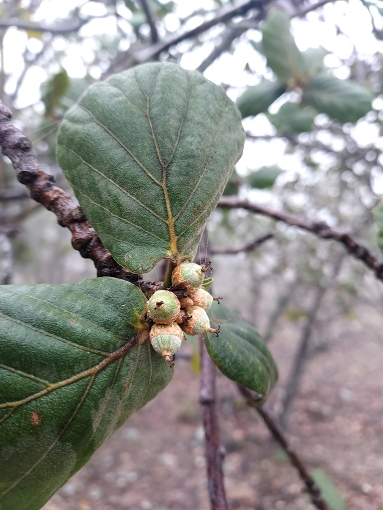 Quercus jonesii acorns