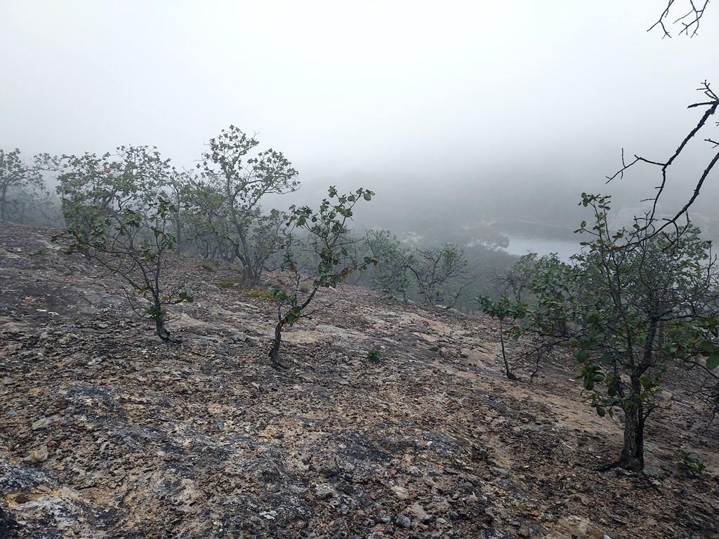 Quercus jonesii landscape