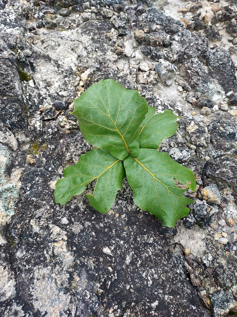 Quercus jonesii seedling