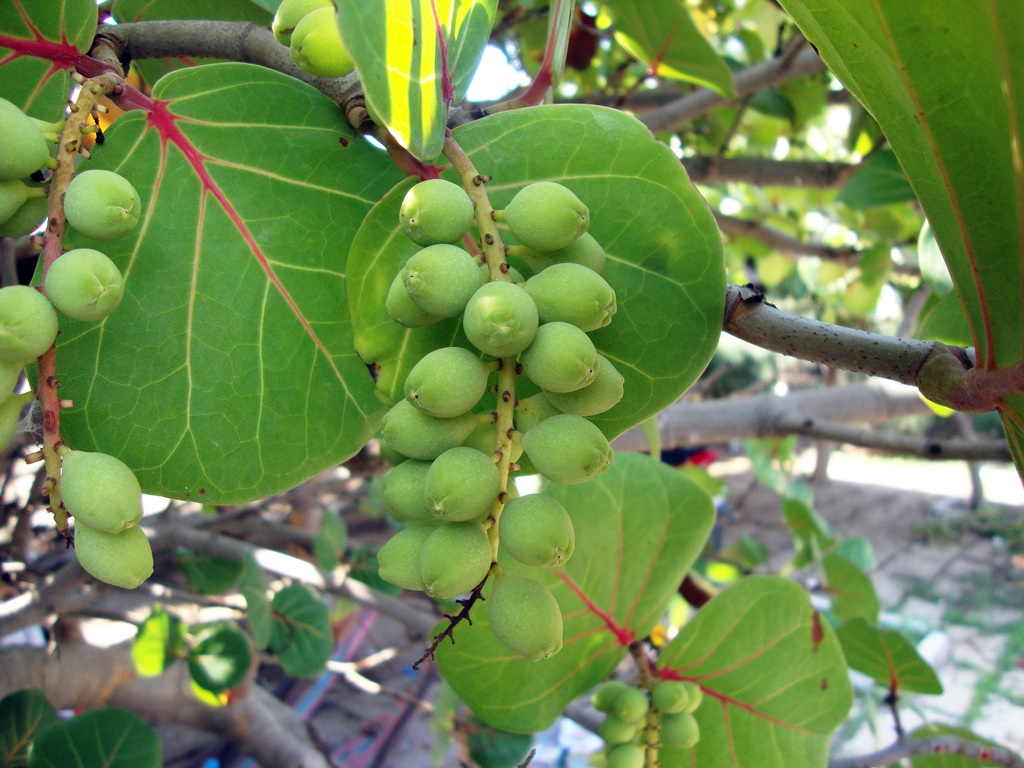 Coccoloba uvifera