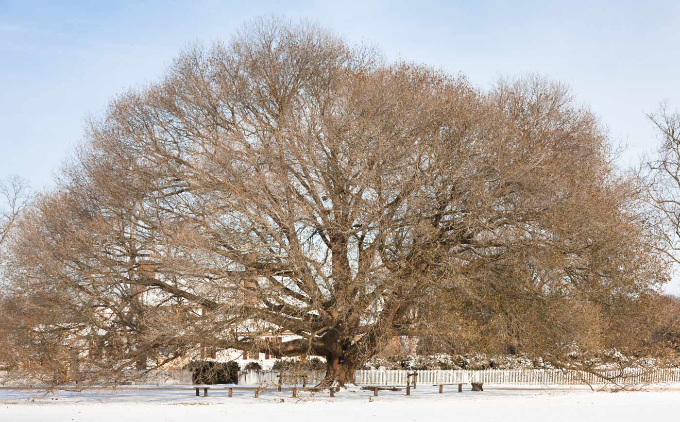 Compton oak in winter