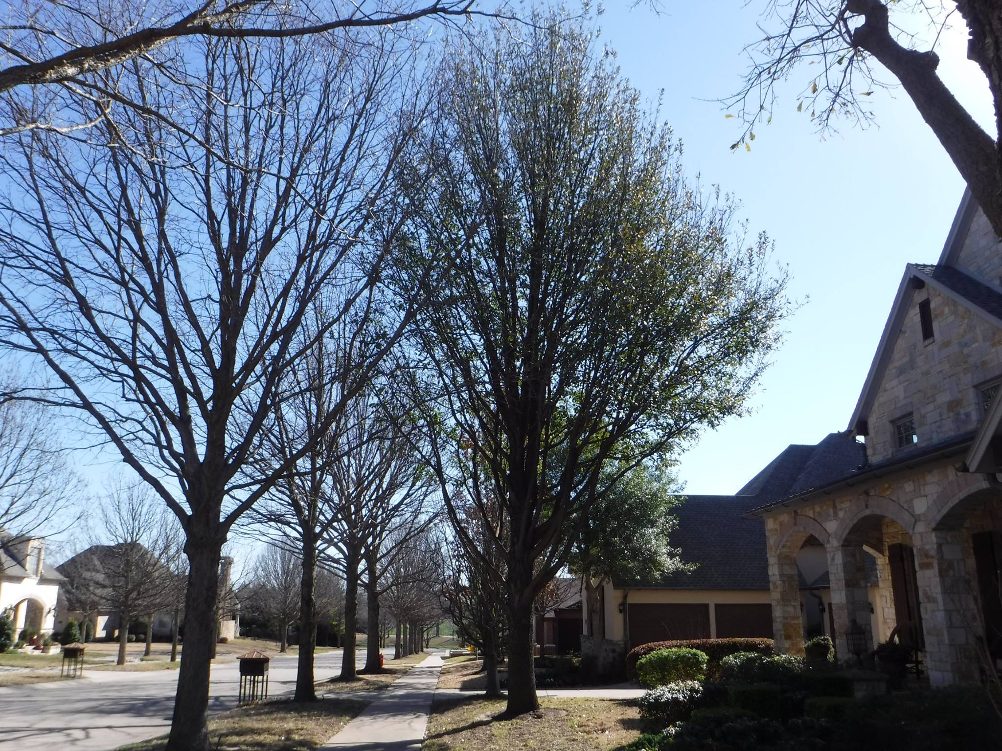 Compton oak as street tree Dallas TX