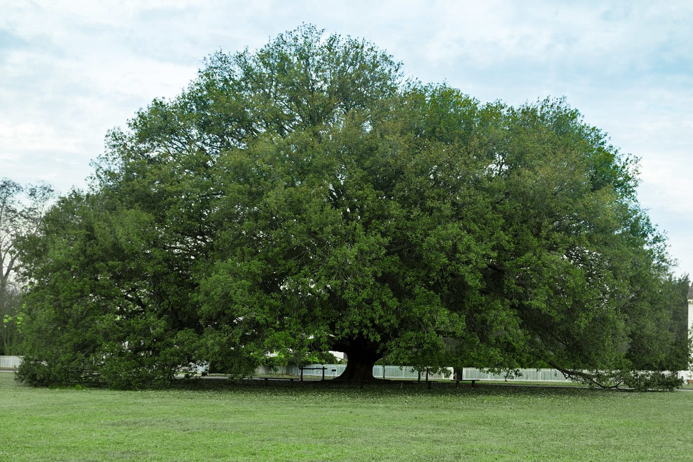Compton oak at Colonial Williamsburg