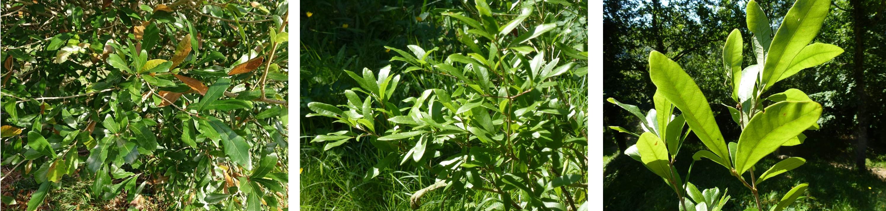 Compton oak leaves from Iturraran Botanical Garden