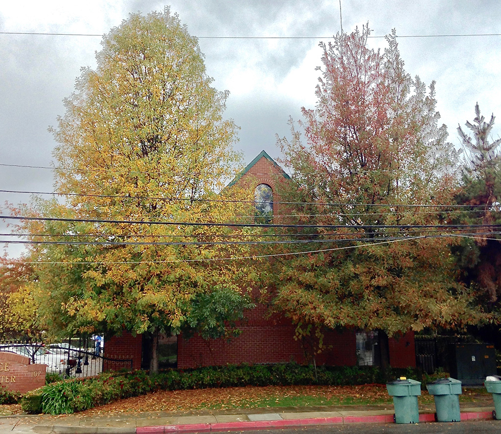 Compton oaks at Visalia, Calif.